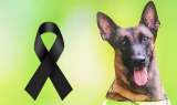 Canina antiexplosivos muere por detonación en Cúcuta en paro armado del Eln
