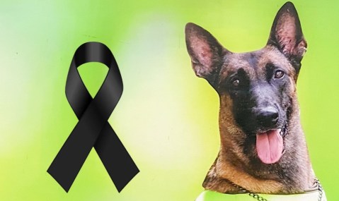 Canina antiexplosivos muere por detonación en Cúcuta en paro armado del Eln