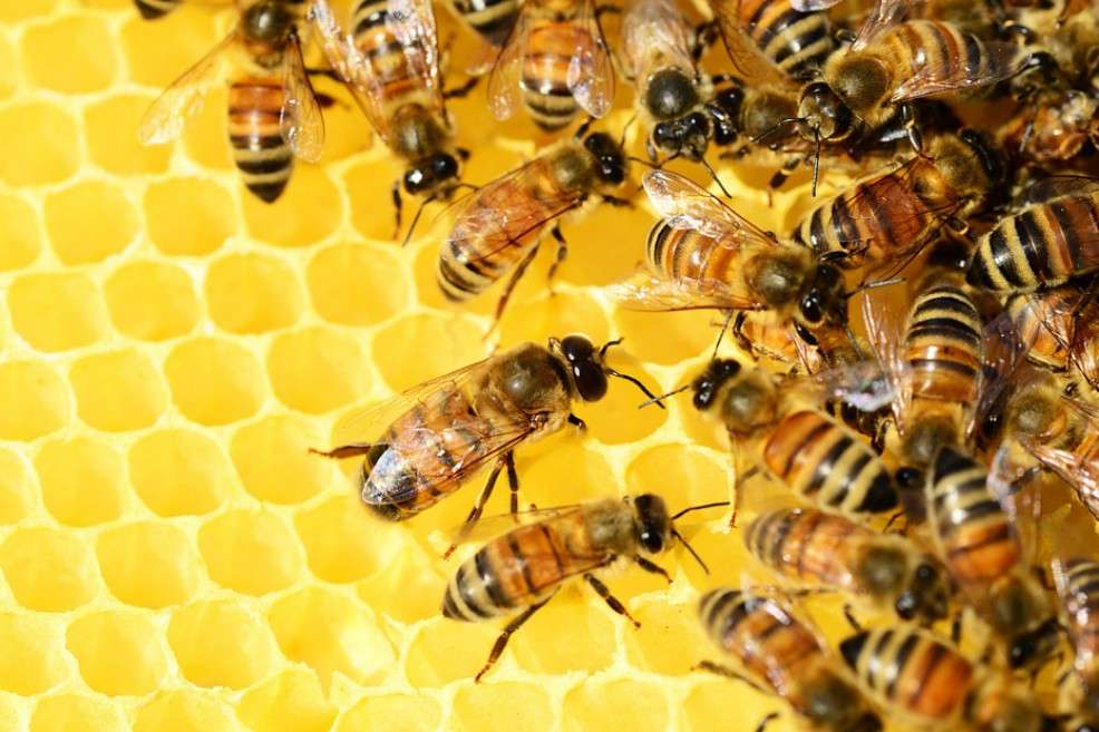 El departamento de Córdoba produce anualmente más de 400 toneladas de miel de abejas. / Pixabay