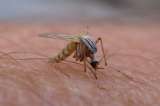El mosquito de la malaria en América Latina estaría evolucionando para resistir insecticidas