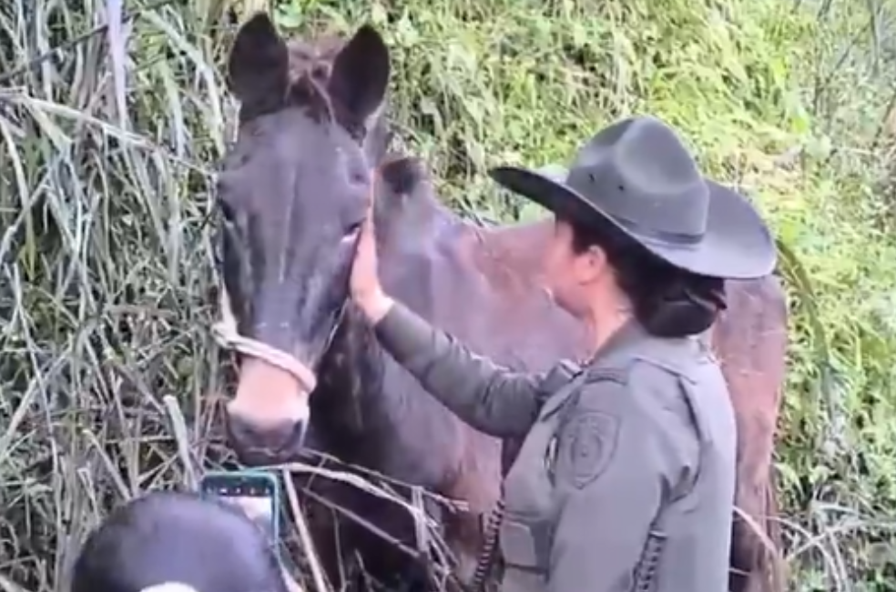Antonio, un caballo de 20 años, está bien: policía descarta caso de maltrato