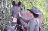 Antonio, un caballo de 20 años, está bien: autoridades descartan caso de maltrato