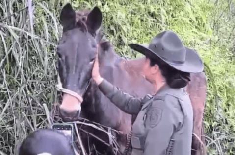 Antonio, un caballo de 20 años, está bien: autoridades descartan caso de maltrato