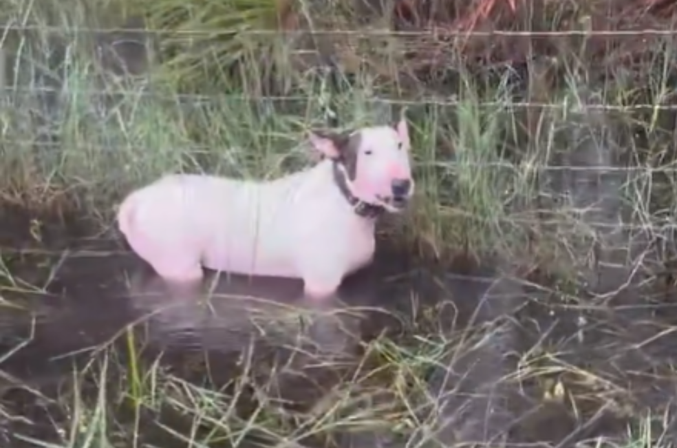 Rescatan a un perro que habían dejado amarrado en medio del huracán Milton
