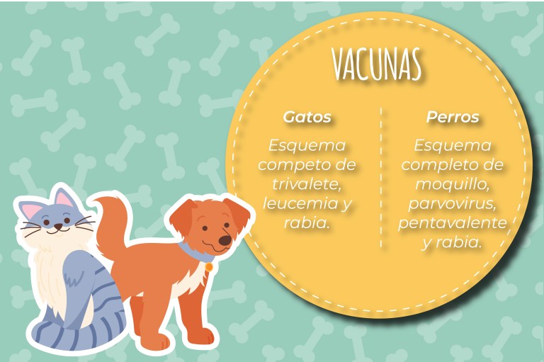 Las mascotas deben tener su esquema de vacunas al día.