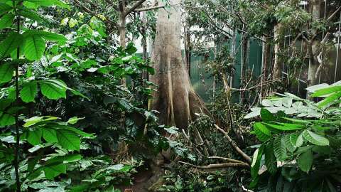 Los bosques tropicales pasaron de capturar carbono a emitirlo