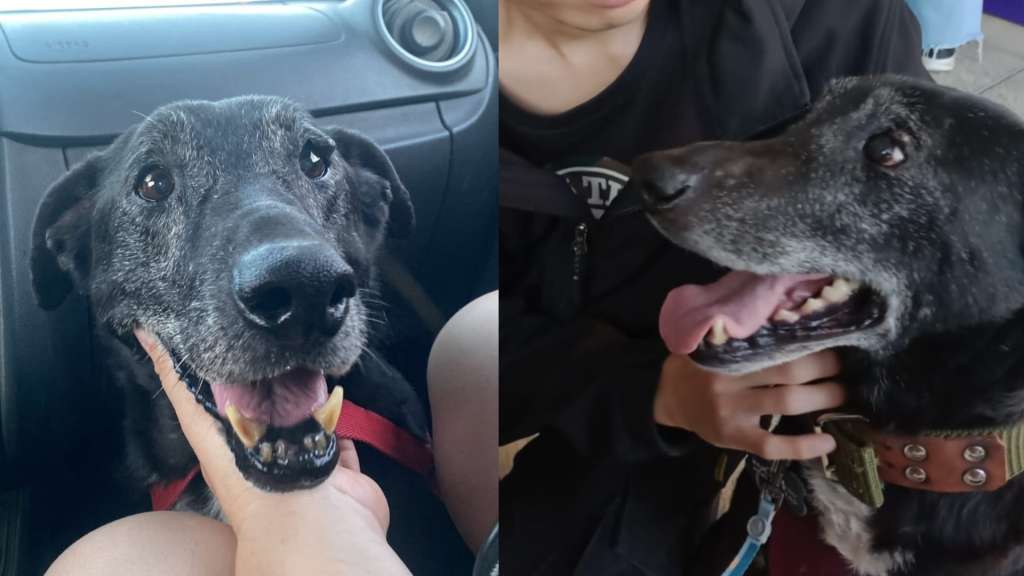 Jack, el perro que no quisieron adoptar por ser mayor