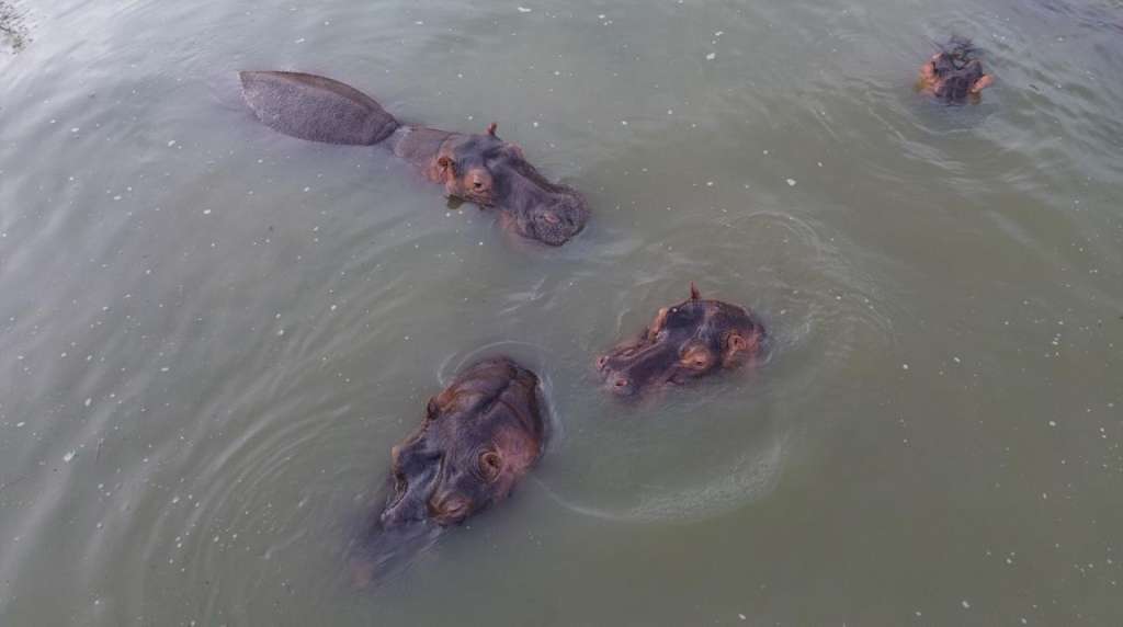 NUEVA DELI, 05/05/2026.-La propuesta de un heredero multimillonario indio de llevarse 80 hipopótamos colombianos a la India, después de que Bogotá decidiera reducir esta especie invasora introducida por el narcotraficante Pablo Escobar, se perfila como una de las operaciones de relocalización de fauna más ambiciosas de la historia reciente. La operación implicaría una travesía aérea de 15.000 kilómetros hasta el oeste de la India, lugar donde Anant Ambani, hijo menor del hombre más rico de Asia, lleva años construyendo un zoológico privado y centro de rescate de fauna llamado Vantara. Si bien un traslado así no tiene precedentes, EFE conoció que buena parte de la logística lleva siendo planeada desde 2023, cuando Ambani y el Santuario Ostok de México empezaron a solicitar al Gobierno colombiano un traslado de hipopótamos a sus países. EFE/Santuario Ostok de México ***SOLO USO EDITORIAL/SOLO DISPONIBLE PARA ILUSTRAR LA NOTICIA QUE ACOMPAÑA (CRÉDITO OBLIGATORIO)***