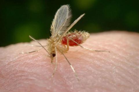 Descubren la causa de una agresiva cepa de leishmaniasis