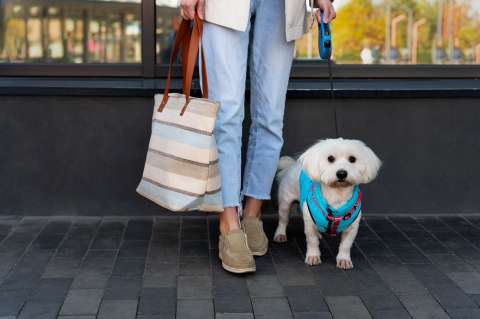 ¿Debería llevar a mi perro o gato al centro comercial? Lo que debe saber (video)