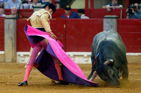 Pelea brava