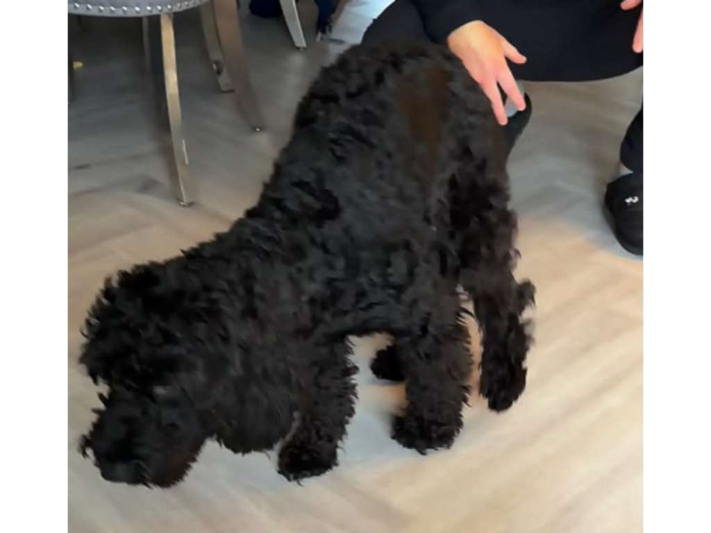 Algunos perros continúan o exageran ciertos comportamientos, como cojear, porque los asocian con recibir más atención, descanso o cuidados por parte de sus dueños.