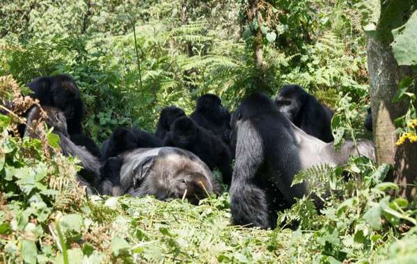 Los investigadores analizaron cómo la acitividad humana afectó a 159 especies de mamíferos en 16 áreas protegidas en regiones tropicales de tres continentes: el parque nacional impenetrable de Bwindi, en África; el parque nacional Yasuní, en América del Sur; y la reserva forestal Pasoh en Asia.