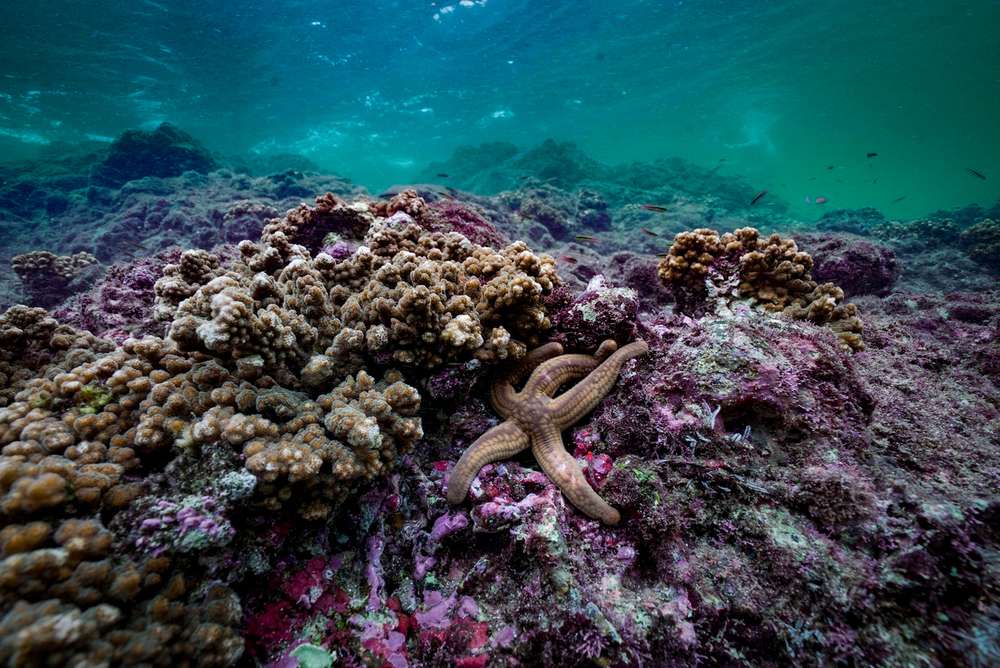 Los arrecifes de coral sanos disipan la energía de las olas y protegen de inundaciones, tormentas y erosión.