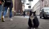 Gacek, el gato que es la principal atracción turística en una ciudad de Polonia