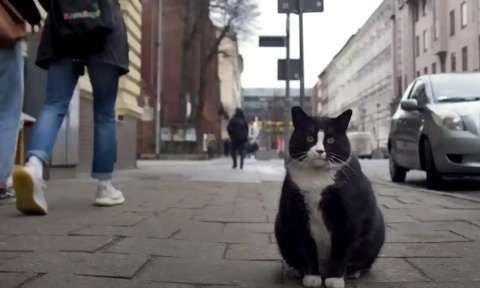 Gacek, el gato que es la principal atracción turística en una ciudad de Polonia