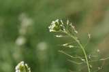 Estudio revela que las plantas podrían llegar a emitir sonidos cuando están bajo estrés