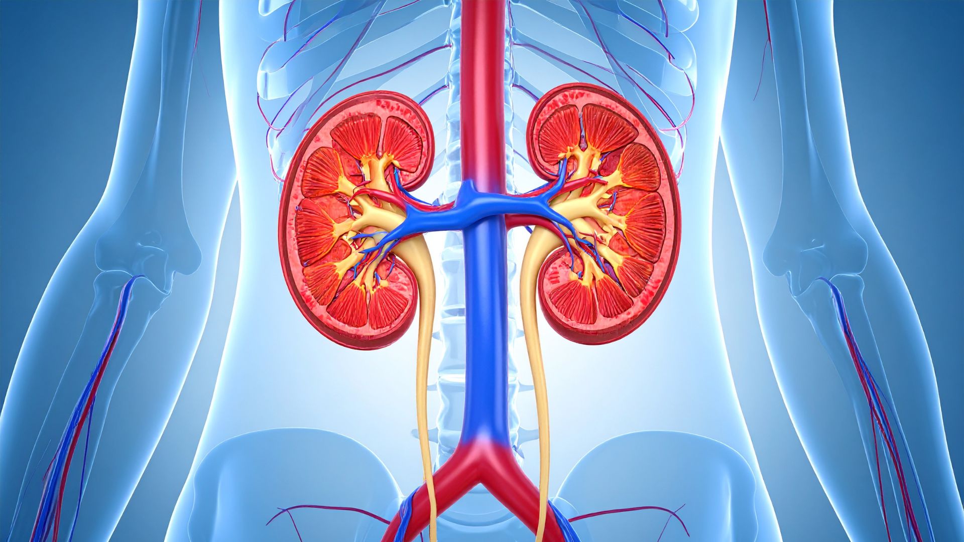 Dependiendo del estado de la enfermedad renal, los médicos pueden recomendar ajustes en la dieta para controlar ciertos nutrientes.