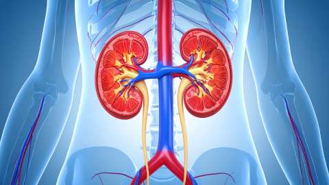 Ocho recomendaciones para prevenir la enfermedad renal en niños
