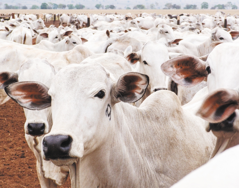 En Colombia Minerva tiene más de 600 empleados y una capacidad diaria de sacrificio de 700 animales. / iStock