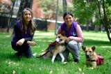 Emotican: la unión entre la psicología y el amor por los perros