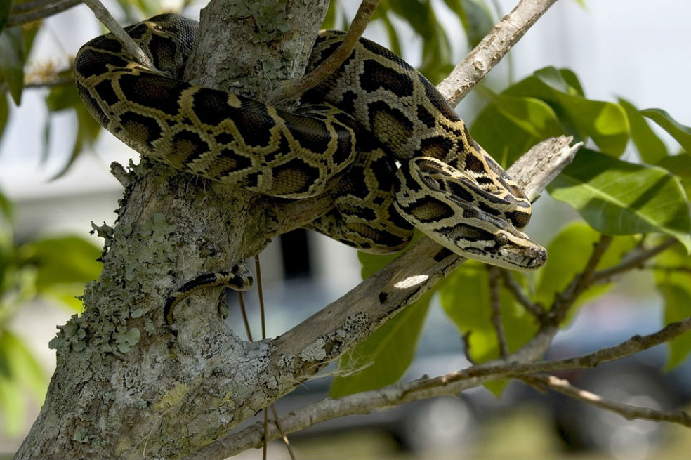 Las pitones reticuladas se encuentran entre los reptiles más largos del mundo.  / Pixabay