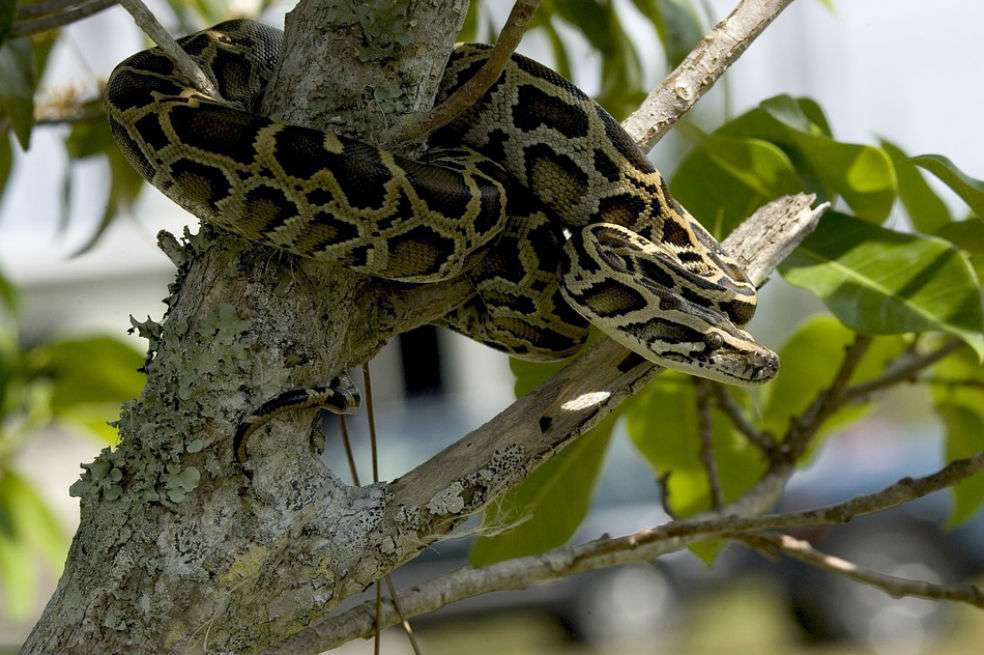Las pitones reticuladas se encuentran entre los reptiles más largos del mundo.  / Pixabay