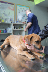 ¿Cuántas vacunas necesita tu perro? Esta es la lista completa
