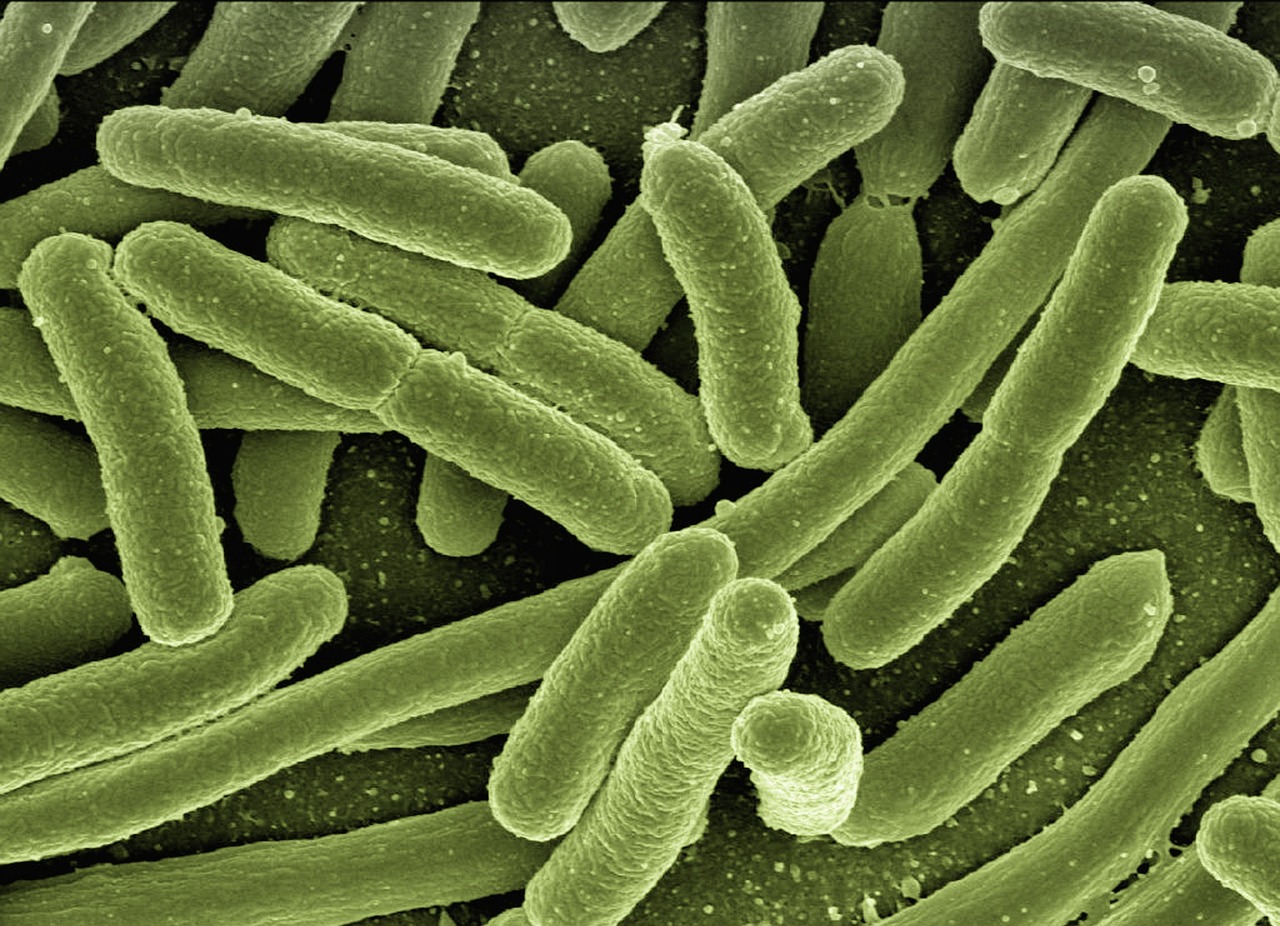 El antibiótico causó la aparición de variantes de la bacteria 'Escherichia coli' (o 'E. coli') que, según evidenciaron los científicos, puede evadir la primera línea de defensa del sistema inmunológico.