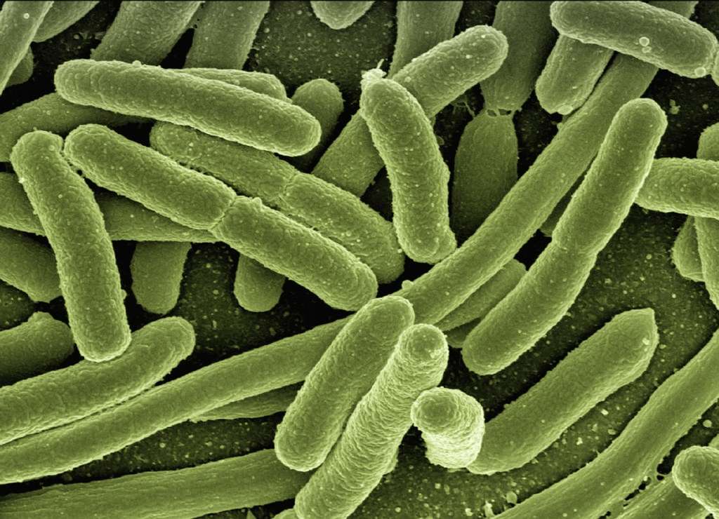 El antibiótico causó la aparición de variantes de la bacteria 'Escherichia coli' (o 'E. coli') que, según evidenciaron los científicos, puede evadir la primera línea de defensa del sistema inmunológico.