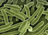 La OMS da directrices para que los residuos de antibióticos no contaminen los ríos