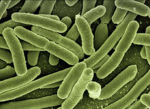 La OMS da directrices para que los residuos de antibióticos no contaminen los ríos