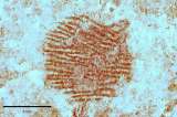 Científicos descubren una de las huellas dactilares más antiguas del mundo