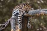 (Video) Animales peligrosos que pueden terminar siendo amables