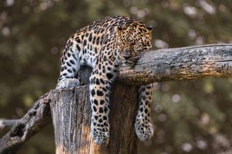(Video) Animales peligrosos que pueden terminar siendo amables