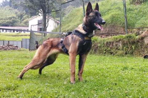 ¿Rastrear a Wilson con otro perro? Esto propone experta