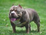 Escocia impone nuevas medidas a dueños de perros American Bully XL
