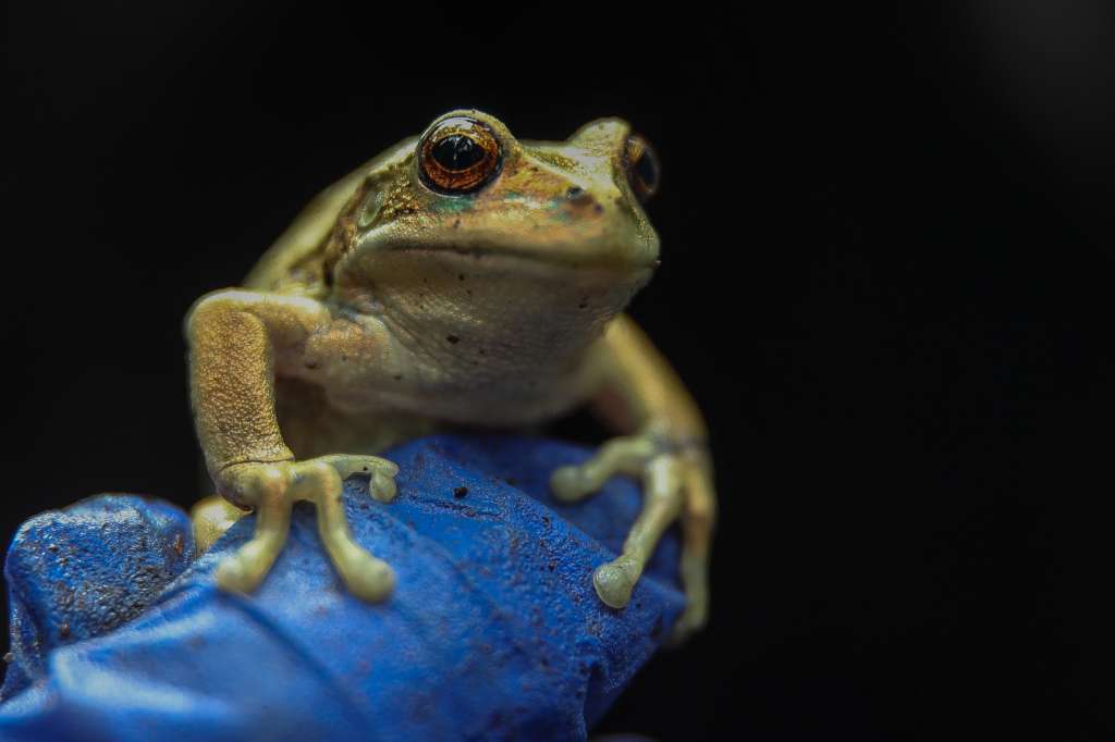 -FOTODELDÍA- AME4686. QUITO (ECUADOR), 04/10/2024.- Fotografía de una rana marsupial andina conocida como 'uilli uillis', (gastrotheca riobambae), en el parque Las Cuadras, este viernes, en Quito (Ecuador). Más de 300 renacuajos y ejemplares juveniles de la rana marsupial andina (gastrotheca riobambae) fueron liberados en un parque del sur de Quito con la misión de repoblarlo en un proyecto para evitar la desaparición de esta tradicional especie de la capital de Ecuador, amenazada por la expansión urbana. EFE/José Jácome