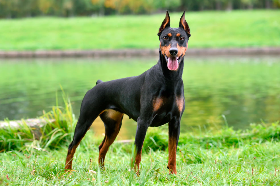 ¿Por qué los Dóberman son la raza de perros ideal para los niños?