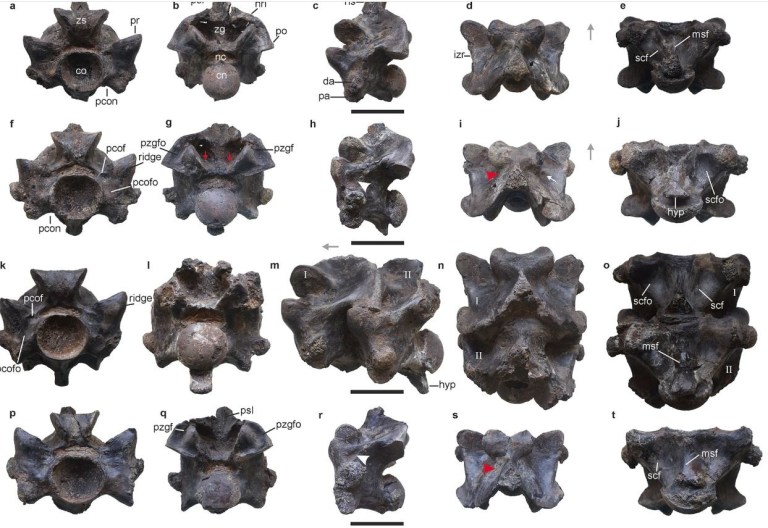 Descubren serpiente prehistórica que estaría entre las más largas del mundo