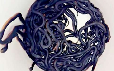 Impactante hallazgo: 102 serpientes venenosas en el patio de una casa en Australia