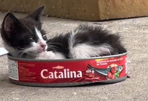 Gato bebé se escondía en una lata de sardinas vieja: así volvió a confiar en los humanos