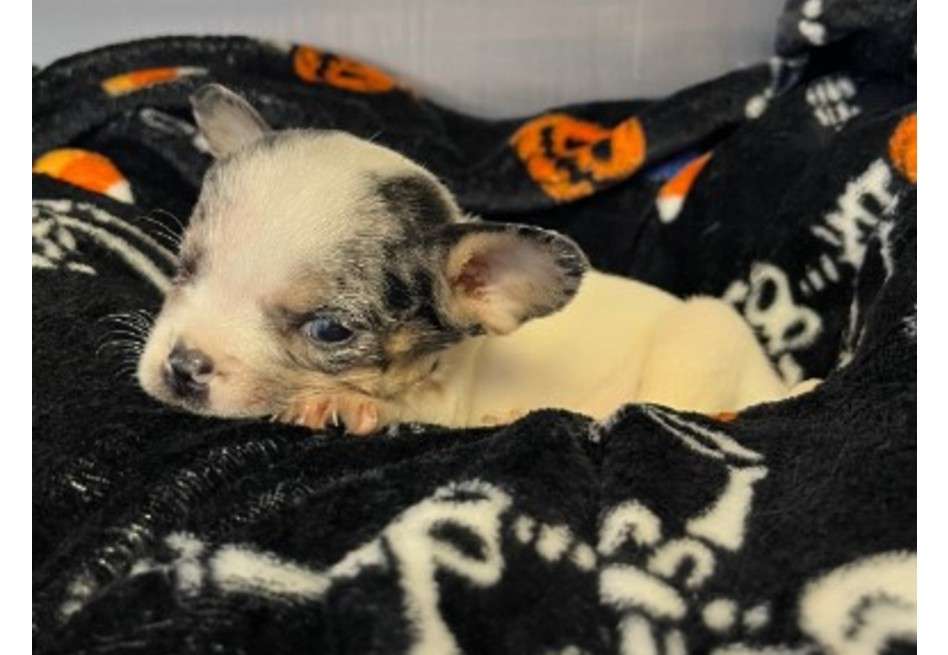 En estos casos, los instintos de la madre pueden llevarla a rechazar o incluso atacar a los cachorros débiles.