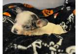 Cachorro casi pierde el ojo tras ataque de su madre: la historia de Jiminy