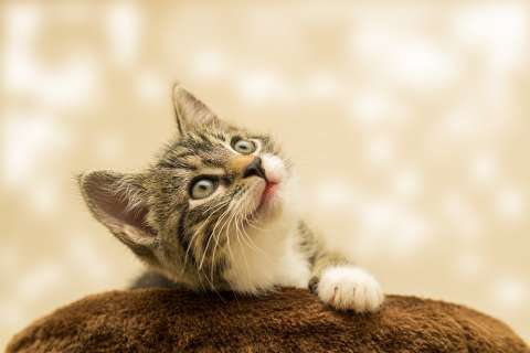 (Lista) Nombres para gatas hembras: originales, fáciles de pronunciar y bonitos