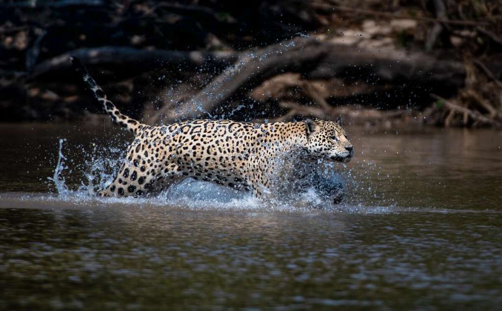 Los jaguares han desaparecido del 46% de sus territorios originales en el continente americano.