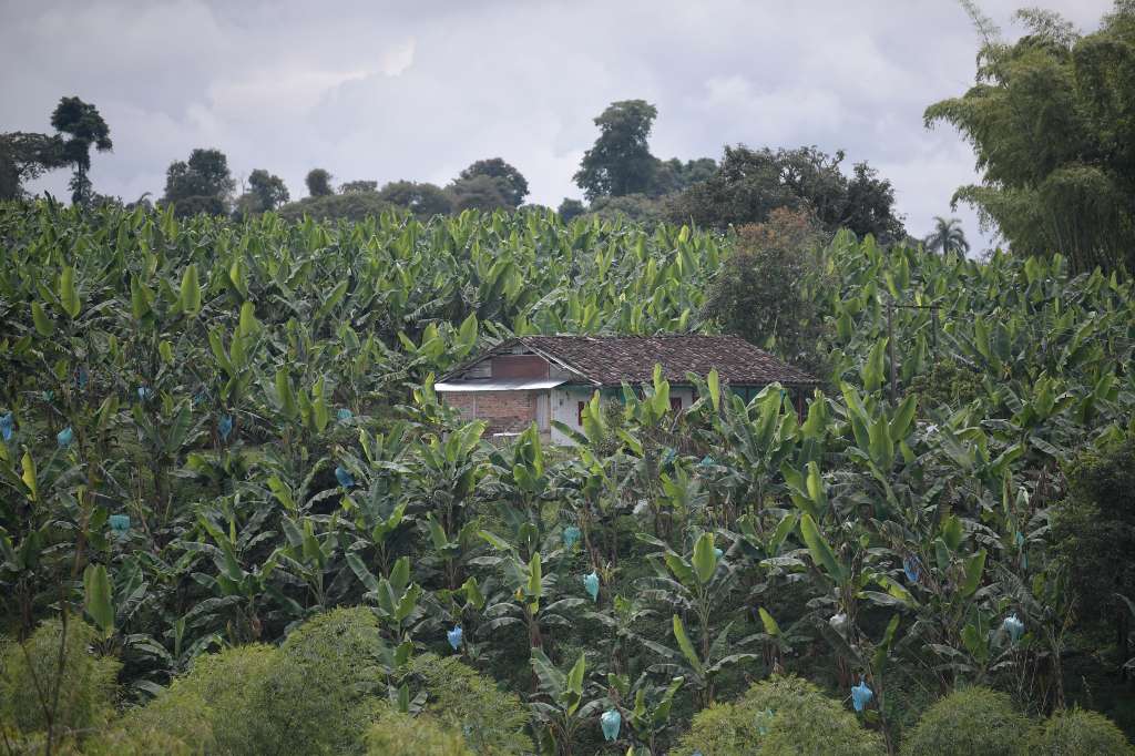 Campesinos, cultivos, porcicultura, aspectos de este municipio ubicado en el Valle del Cauca.