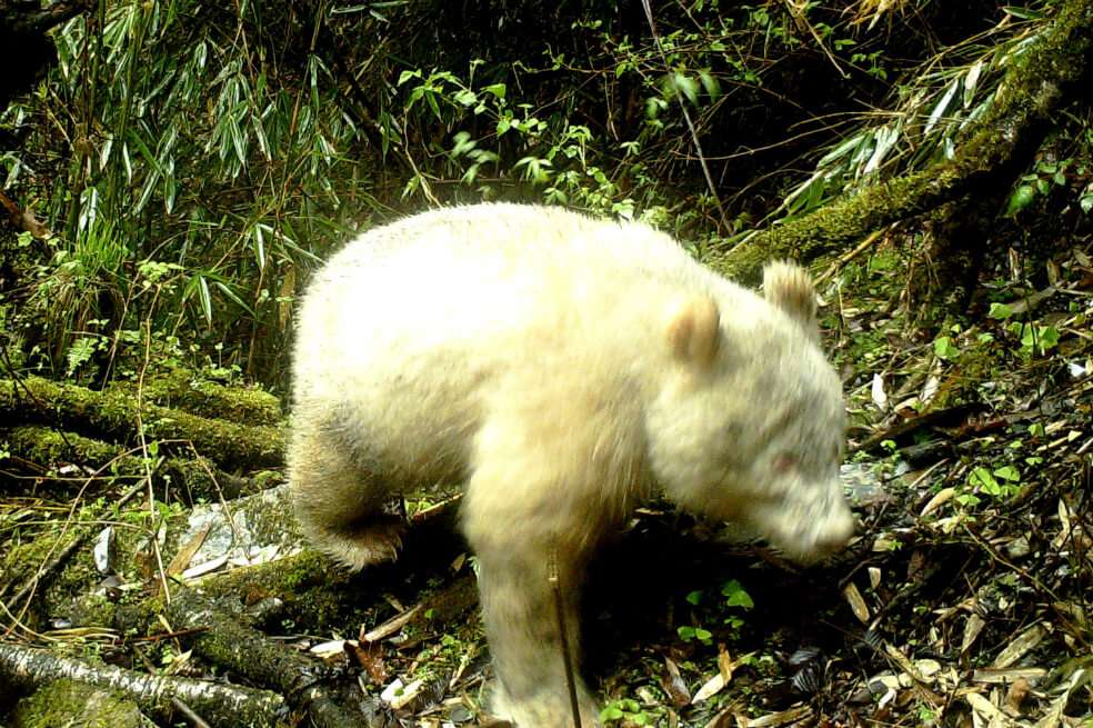 Más del 80% de los pandas que viven en estado salvaje se encuentran en Sichuan. / AFP