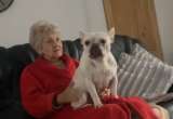 Amor que sana: abuela encuentra consuelo al adoptar una bulldog
