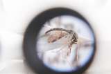 "Pacto para eliminar la malaria": nuevo proyecto del Ministerio de Salud en el Pacífico